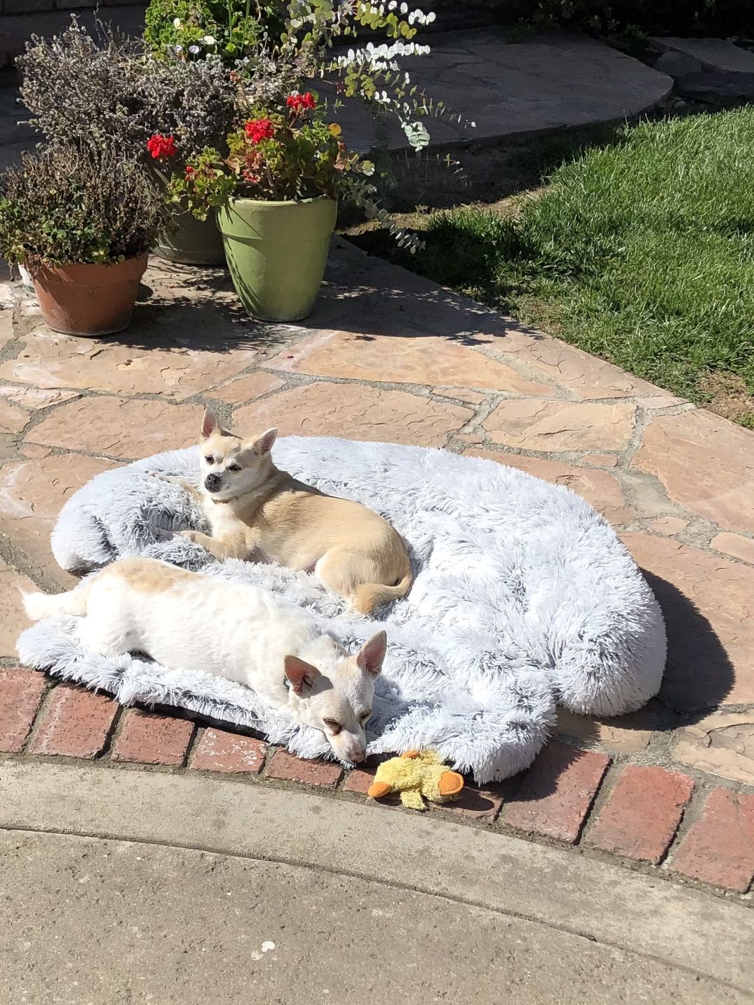 Calming Sofa Dog Bed x Medium